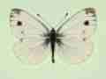 Pieris napi male (aberrant form bimaculata) (Internet Image property of respective owner, non-commercial use only)